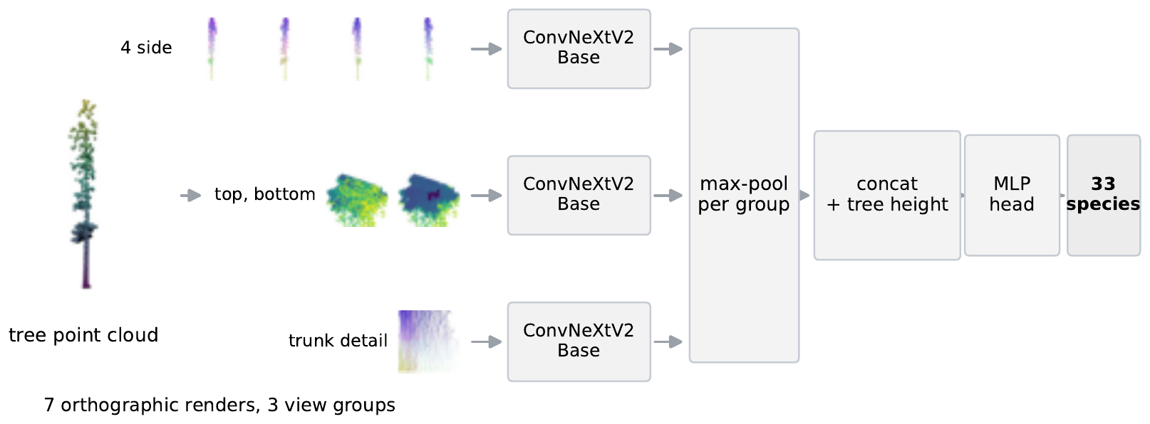 Pipeline: a tree point cloud is rendered into four side views, a top and bottom view, and a trunk-detail view; three ConvNeXtV2-Base backbones process the three view groups; features are max-pooled per group, concatenated with tree height, and classified by an MLP into 33 species